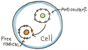 La cellula, gli antiossidanti e i radicali liberi 
